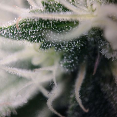 Jacky "Zilla" White growlog timeline photo