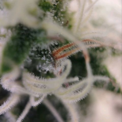 Jacky "Zilla" White growlog timeline photo