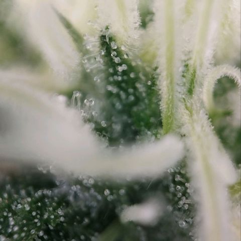 Jacky "Zilla" White growlog timeline photo