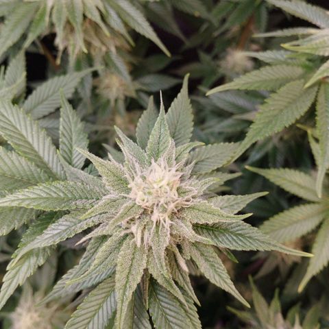 Jacky "Little" White growlog timeline photo