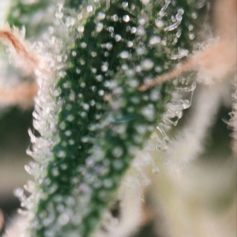 Jacky "Zilla" White growlog timeline photo