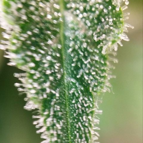 Jacky "Zilla" White growlog timeline photo