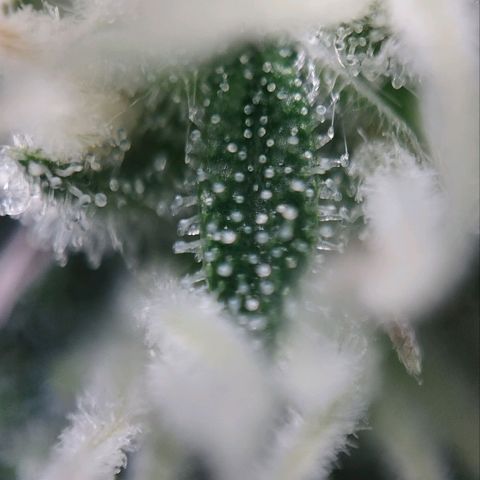 Jacky "Zilla" White growlog timeline photo