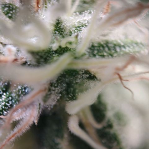 Jacky "Zilla" White growlog timeline photo