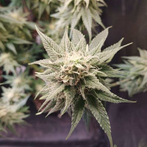 Watermelon "Snow" Ultra growlog timeline photo