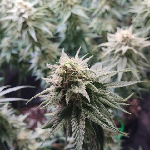 Watermelon "Snow" Ultra growlog timeline photo