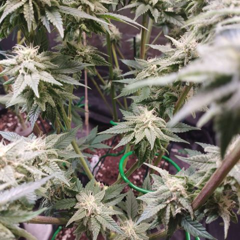 Watermelon "Snow" Ultra growlog timeline photo