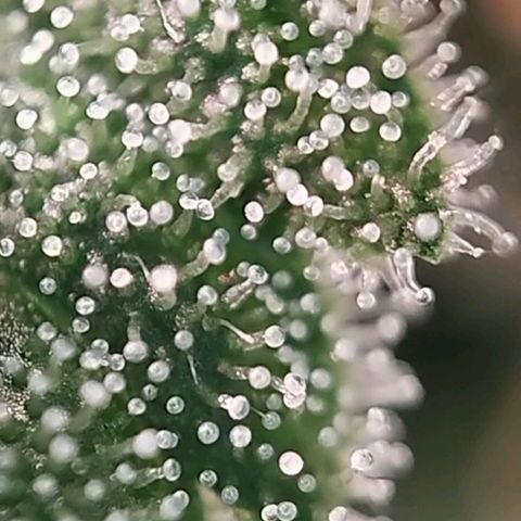 Jacky "Zilla" White growlog timeline photo