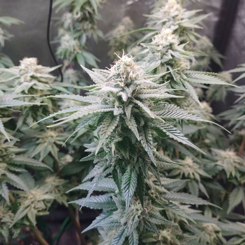 Watermelon "Snow" Ultra growlog timeline photo