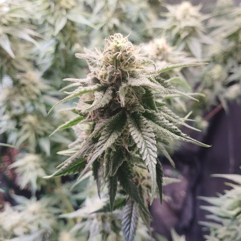 Watermelon "Snow" Ultra growlog timeline photo