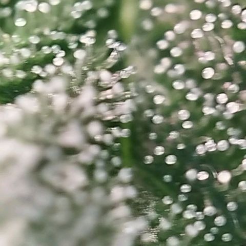 Jacky "Zilla" White growlog timeline photo