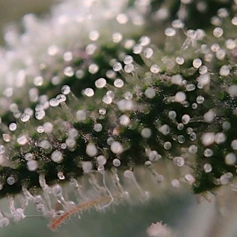 Jacky "Zilla" White growlog timeline photo