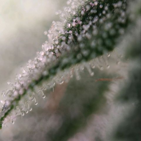 Jacky "Zilla" White growlog timeline photo