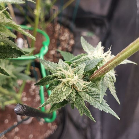 Watermelon "Snow" Ultra growlog timeline photo