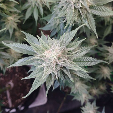 Watermelon "Snow" Ultra growlog timeline photo