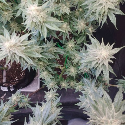 Watermelon "Snow" Ultra growlog timeline photo