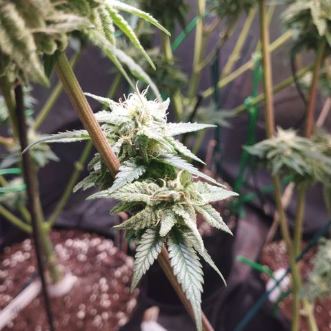 Watermelon "Snow" Ultra growlog timeline photo