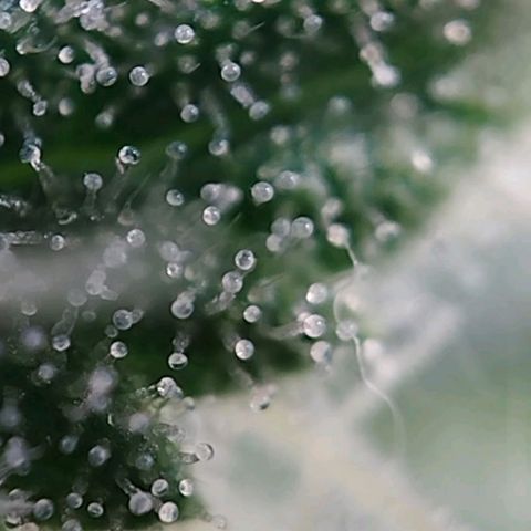 Jacky "Zilla" White growlog timeline photo