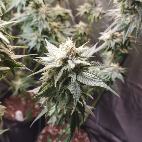 Watermelon "Snow" Ultra growlog timeline photo