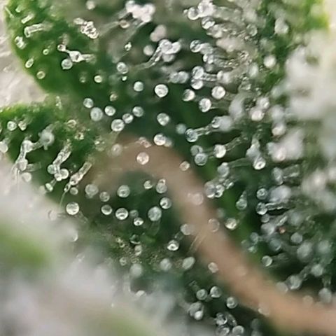 Jacky "Zilla" White growlog timeline photo