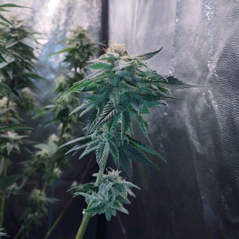 Watermelon "Snow" Ultra growlog timeline photo