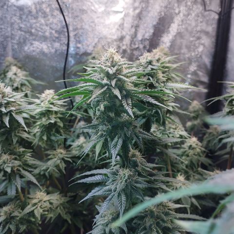Watermelon "Snow" Ultra growlog timeline photo