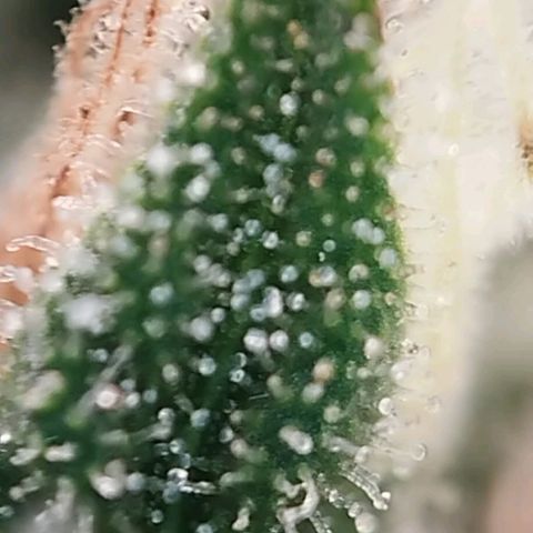 Jacky "Zilla" White growlog timeline photo