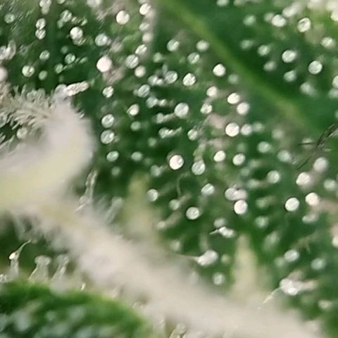 Jacky "Zilla" White growlog timeline photo