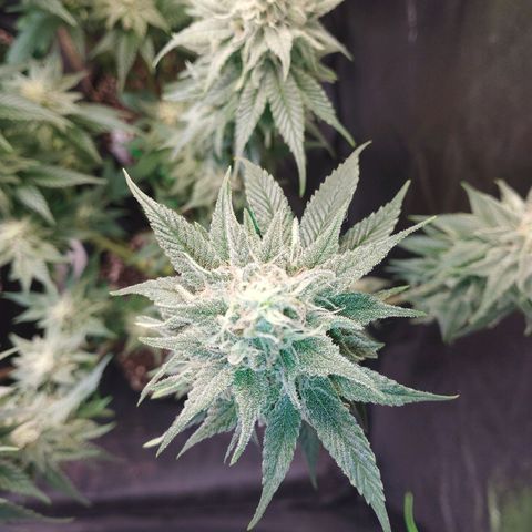 Watermelon "Snow" Ultra growlog timeline photo