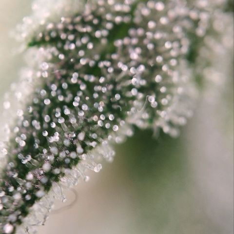 Jacky "Zilla" White growlog timeline photo