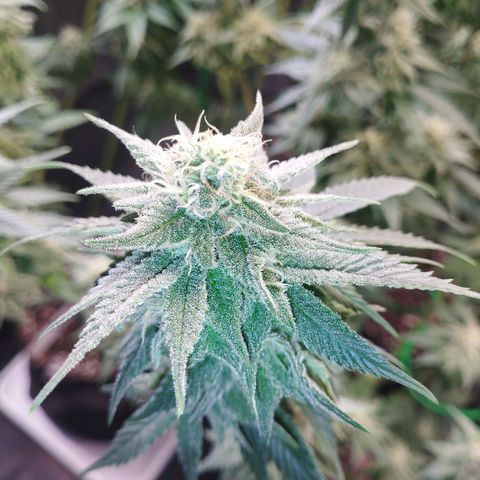 Watermelon "Snow" Ultra growlog timeline photo