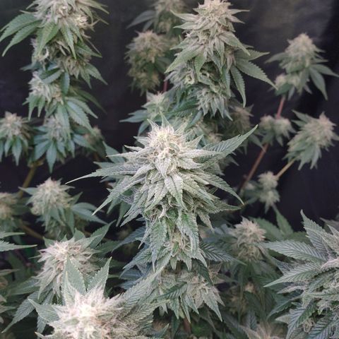 Watermelon "Snow" Ultra growlog timeline photo