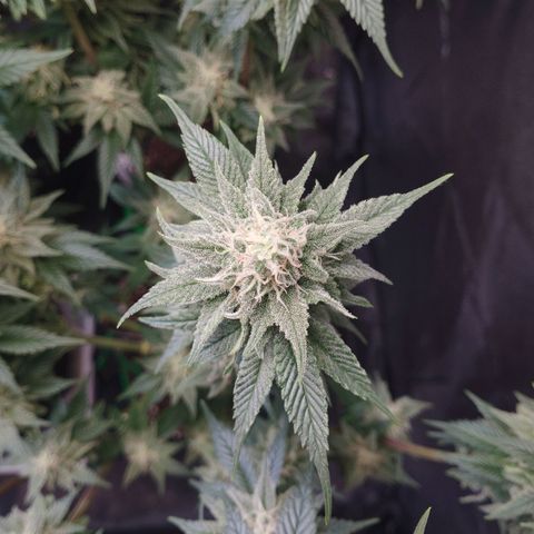 Watermelon "Snow" Ultra growlog timeline photo