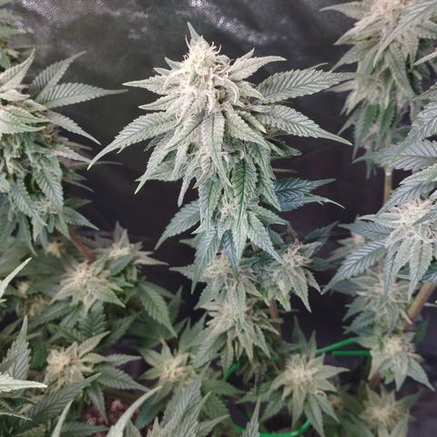 Watermelon "Snow" Ultra growlog timeline photo