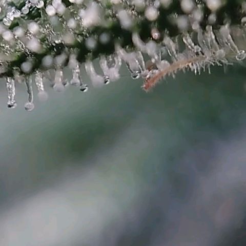 Jacky "Zilla" White growlog timeline photo