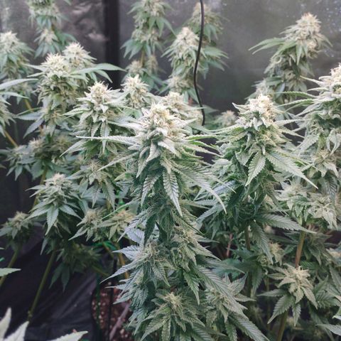 Watermelon "Snow" Ultra growlog timeline photo