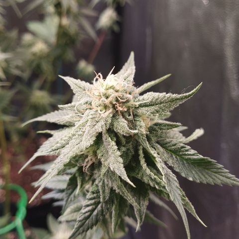 Watermelon "Snow" Ultra growlog timeline photo