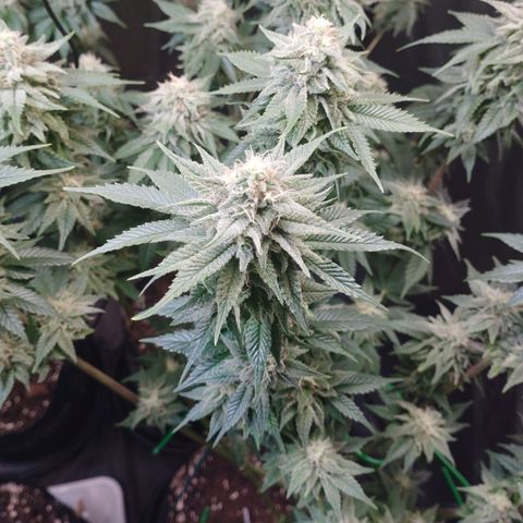 Watermelon "Snow" Ultra growlog timeline photo