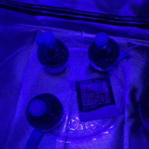 Bruce Banger  #1 growlog photo: First full day in tent