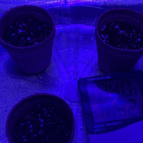 Bruce Banger  #1 growlog timeline photo