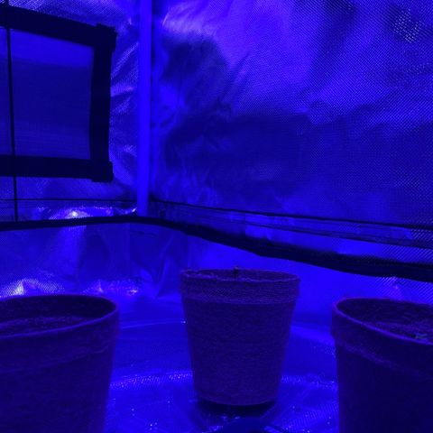 Bruce Banger  #1 growlog timeline photo