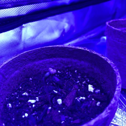 Bruce Banger  #1 growlog timeline photo