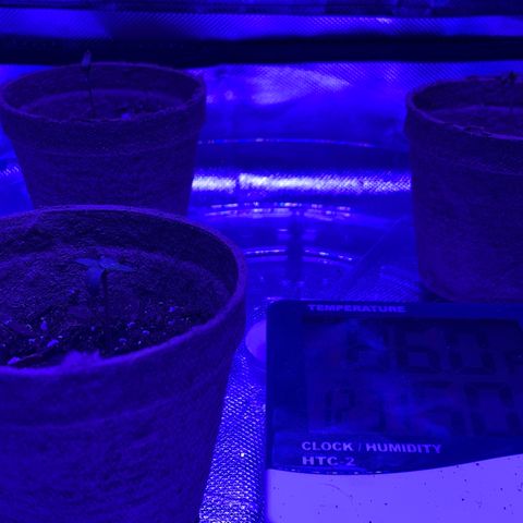 Bruce Banger  #1 growlog timeline photo