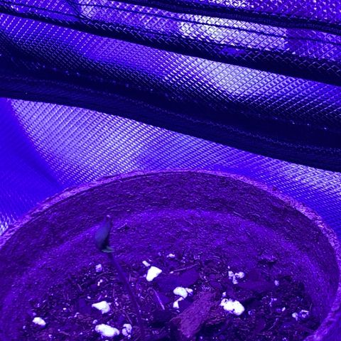 Bruce Banger  #1 growlog timeline photo