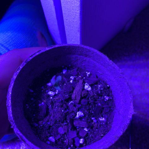 Bruce Banger  #1 growlog timeline photo