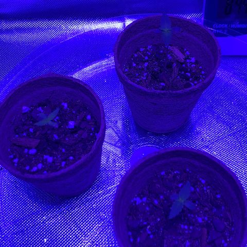 Bruce Banger  #1 growlog timeline photo