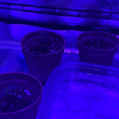 Bruce Banger  #1 growlog timeline photo