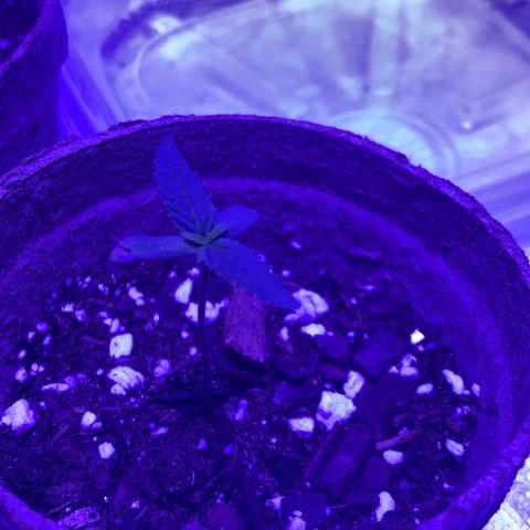 Bruce Banger  #1 growlog timeline photo