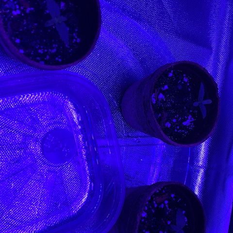 Bruce Banger  #1 growlog timeline photo