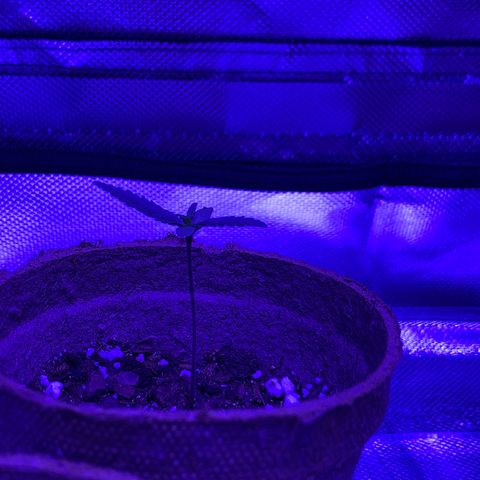 Bruce Banger  #1 growlog timeline photo